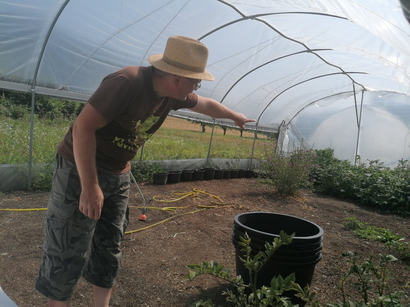 Drittes Jahr: Die Knöllchen, die sich gut lagern liessen, werden in 10er-Töpfen im Treibhaus weitergezogen, um sie auf Hitzetoleranz zu testen. Wenn sie genug Knollen machen, werden sie auf dem Feld auf den Ertrag getestet. (Bild Belinda Balmer)