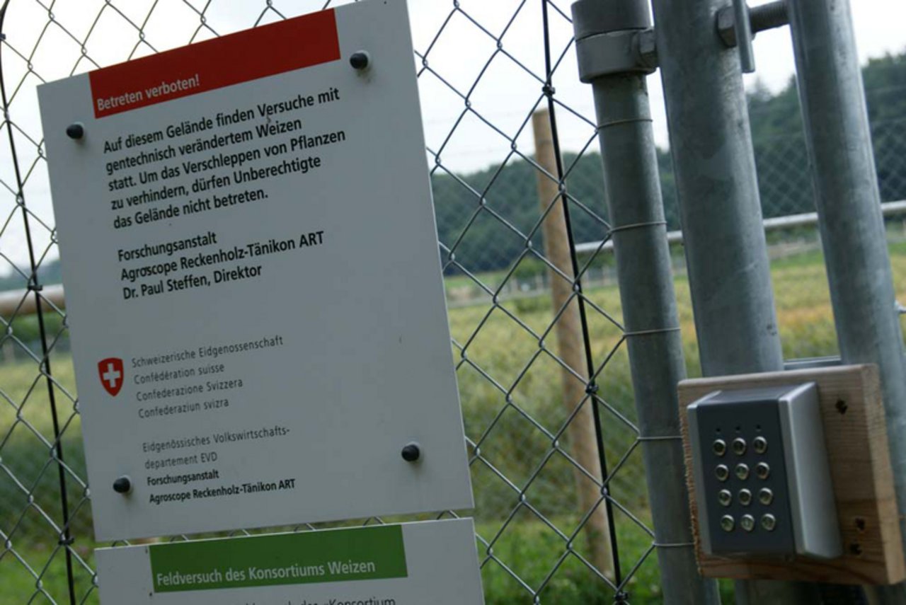 Bislang findet man in der Schweiz gentechnisch veränderte Pflanzen im Freien nur hinter Gittern und gut bewacht auf der «Protected Site» von Agroscope , wo Versuche damit stattfinden. (Bild lid) 