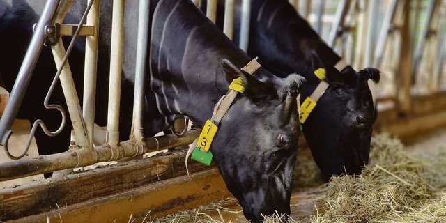 Die Holsteinkühe profitieren von einer grossen Population, die einen schnellen Zuchtfortschritt möglich macht, so auch im Bereich der Zellzahlen.