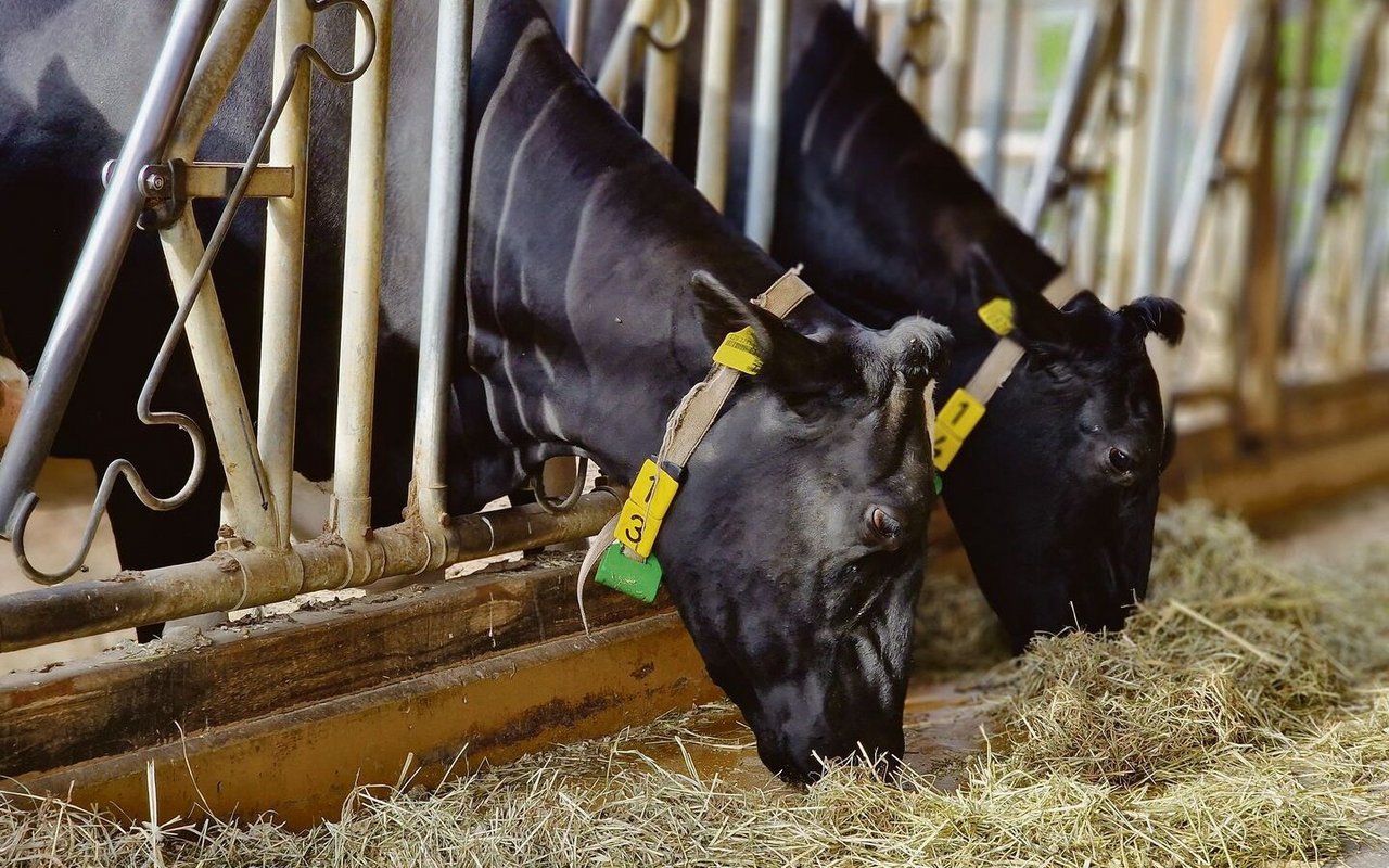 Die Holsteinkühe profitieren von einer grossen Population, die einen schnellen Zuchtfortschritt möglich macht, so auch im Bereich der Zellzahlen.