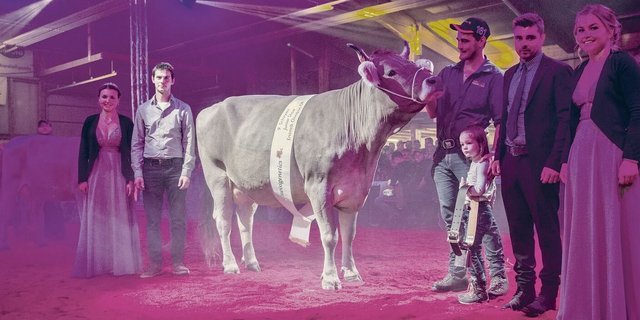 Zum ersten Mal wurden auch OB-Kühe ausgestellt. Domino Dorli von Alois Marty aus Goldau wurde Miss.