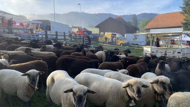 Nur noch 130 Schafe gibts an der Schafscheid in Riffenmatt zu sehen. (Bild: Sera J. Hostettler)