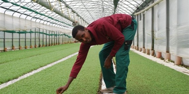 Ali Abdirisaq war einer der Flüchtlinge in dem Pilotprojekt. Der gebürtige Somalier kümmerte sich auf dem Betrieb Eschbach Gemüse in Füllinsdorf BL unter anderem um die Kresse. (Archivbild jw)