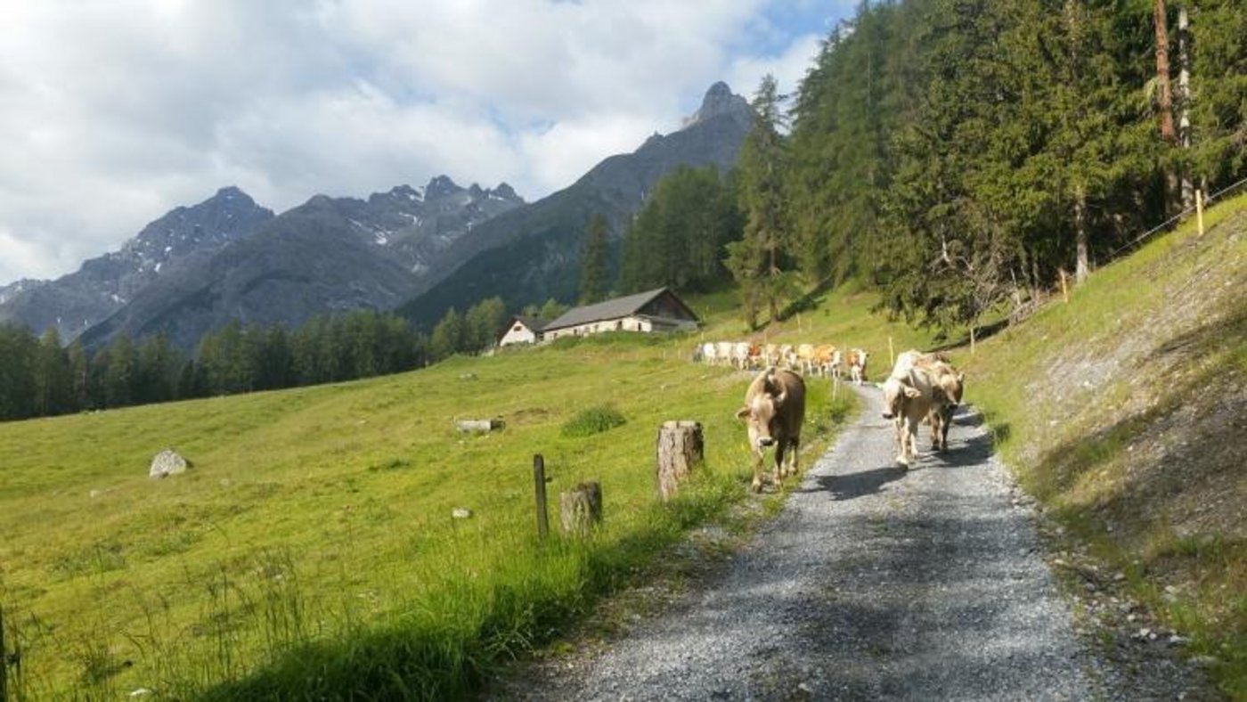 Älplerin Braida Nesa kann ihre Herde allein am Klang erkennen.