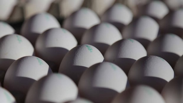 Bald mehr Vitamin D in Eiern? (Bild Symbolbild/ji)
