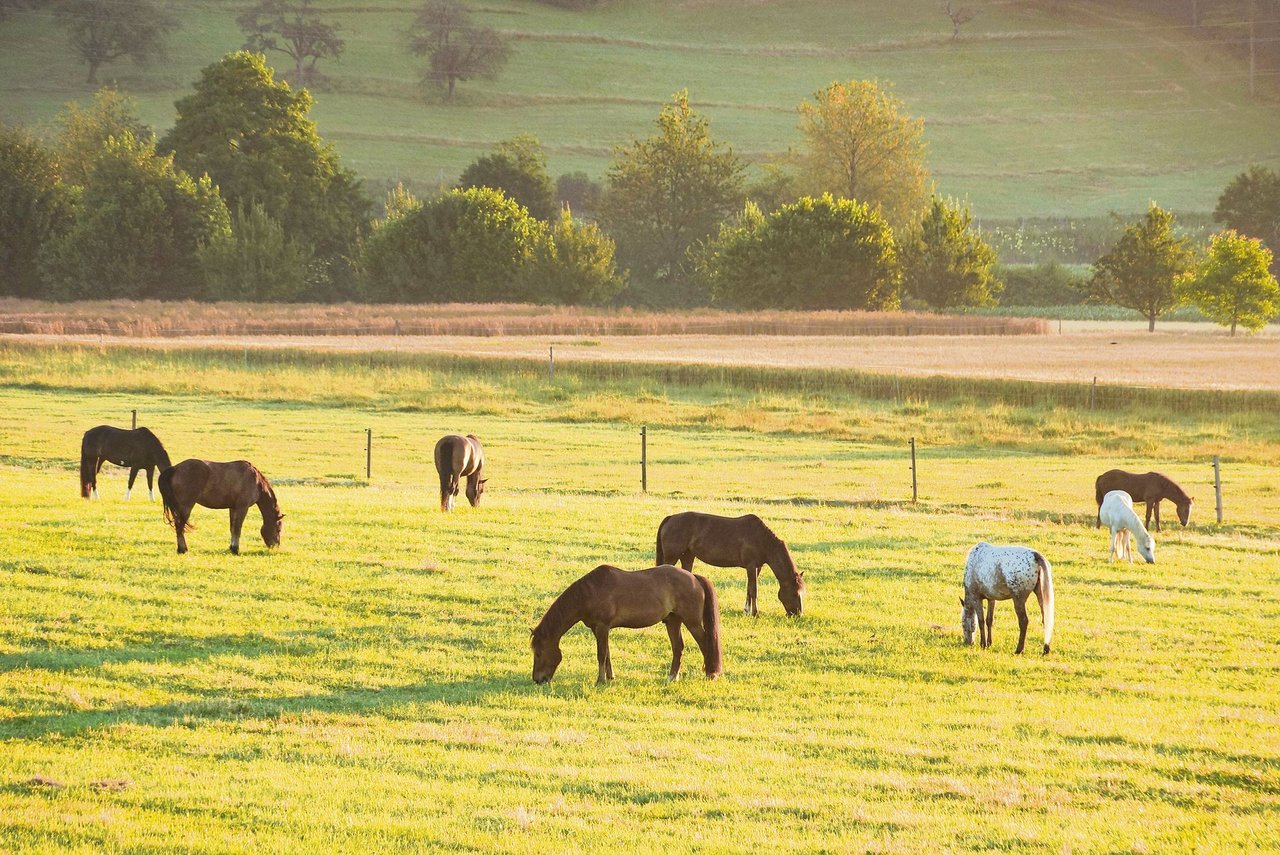 Auf der Weide fühlen sich Pferde wohl. Im Sommer können allerdings Insekten und Hitze die Idylle trüben. (Bild Ruth Aerni)