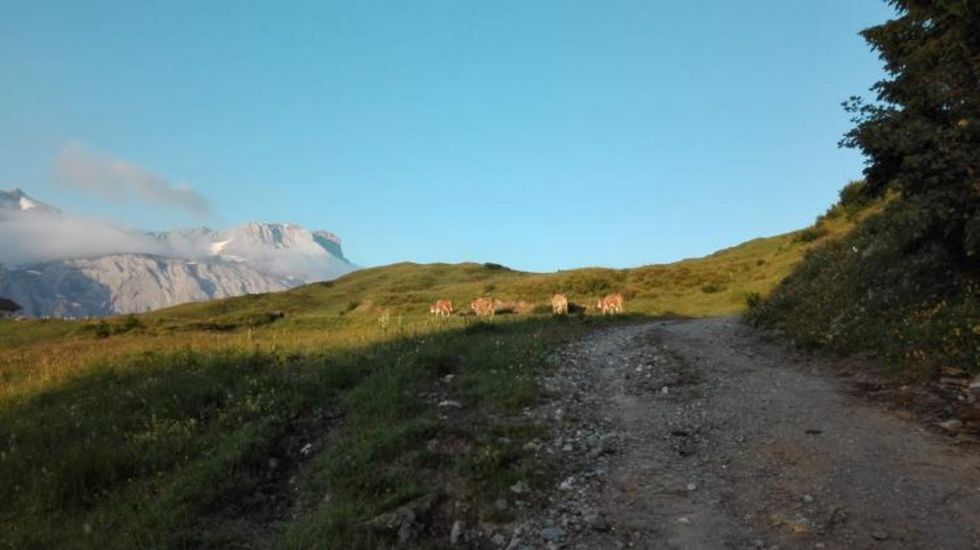 Trotzdem ist das Küheholen eine ihrer Lieblingsaufgaben.