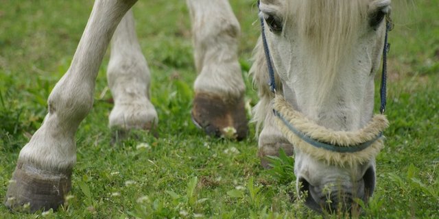 ferde waren einst Arbeitstiere, heute sind sie Freizeitpartner. (Bild Roberto Barboni/landwirtschaft.ch) 