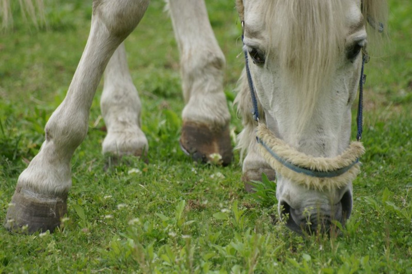 ferde waren einst Arbeitstiere, heute sind sie Freizeitpartner. (Bild Roberto Barboni/landwirtschaft.ch) 