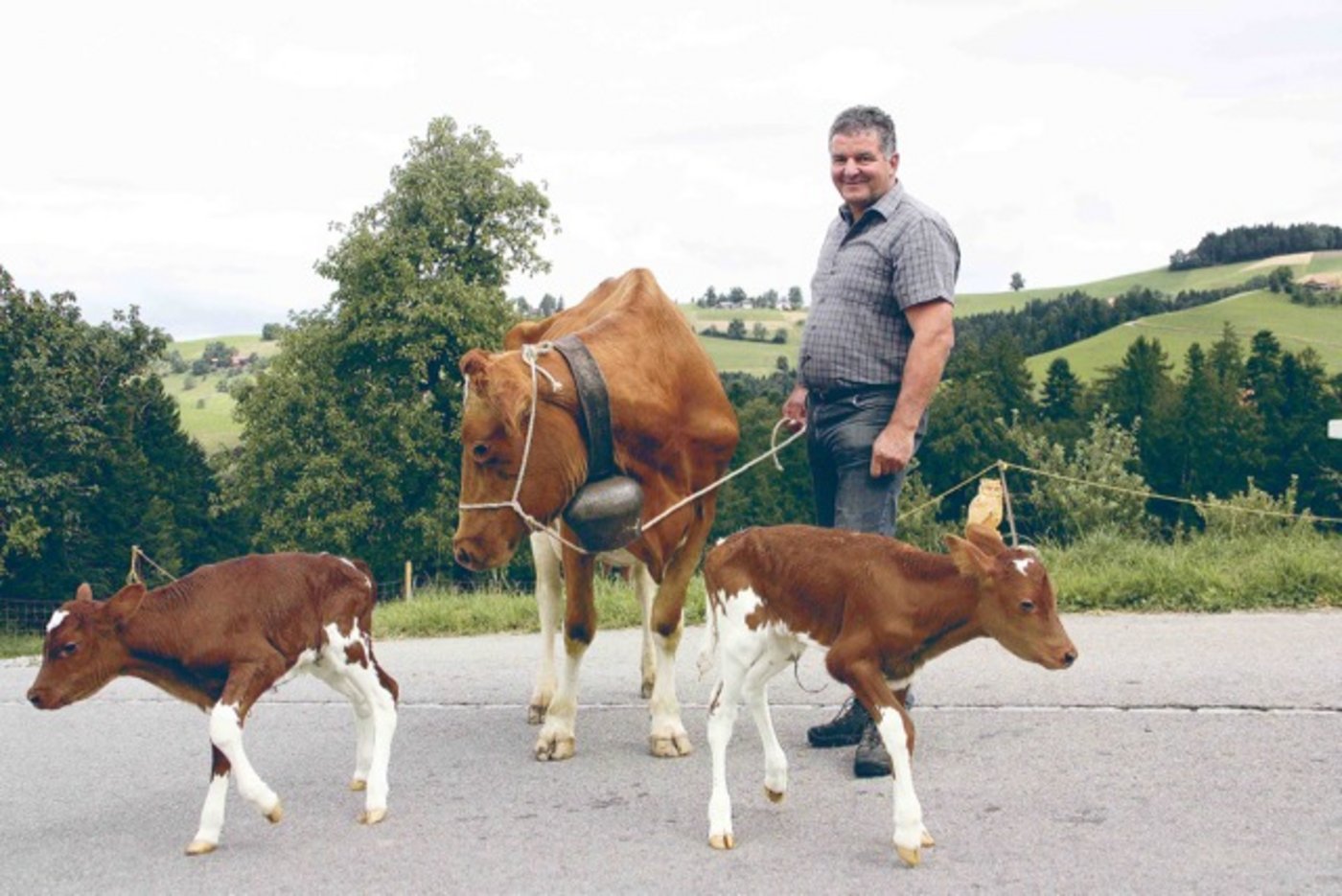 Heute gehört die Leidenschaft dem Betrieb. Stolz holt Fritz Lehmann Anina mit ihren zwei Tage alten Zwillingen  Simba und Samba vom RH Stier  Luno  aus dem Stall. Es sind dies Aninas Kälber Nummer neun und zehn. (Bilder Andrea Wyss)