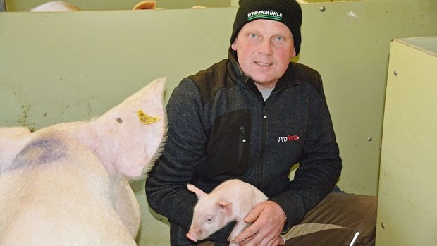 28 bis 29 abgesetzte 28 bis 29 abgesetzte Ferkel pro Sau und Jahr:Für Geburtshilfe und Erstversorgung steht der Meisterlandwirt nachts auf.