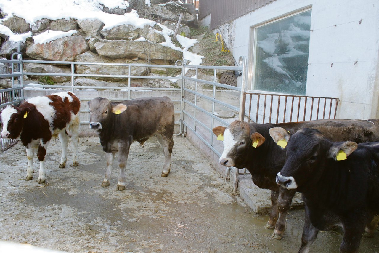 Auf dem Betrieb leben derzeit sechs Stück Jungvieh, zehn Kühe und rund 40 Schafe.