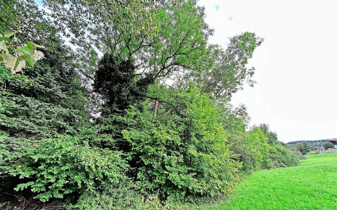 Die hohe Wunderhecke hat eine Länge von 400 m und umfasst hohe Bäume, zig verschiedene Sträucher und einen vielfältigen Krautsaum. 