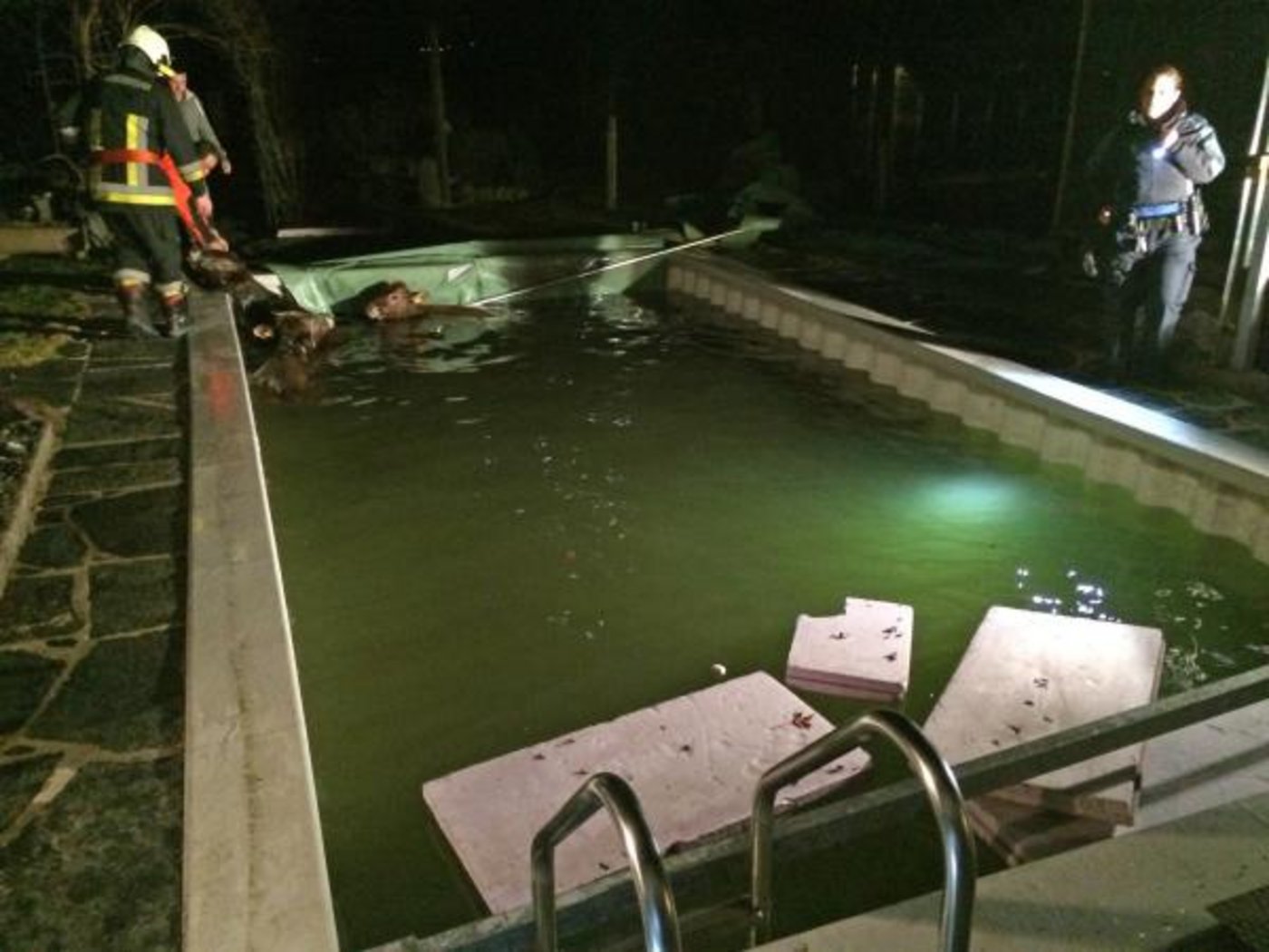 Die Feuerwehr Affeltrangen-Lommis rettete die Tiere aus dem Pool. (Bild Kapo TG)