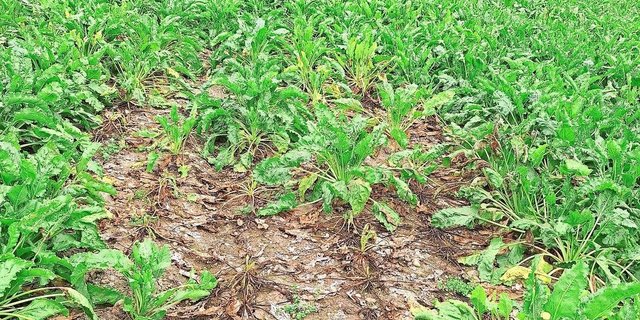 Rhizoctonia tritt meistens nesterweise im Zuckerrübenbestand auf. Bei massivem Befall sollten diese Nester bei der Ernte umfahren werden