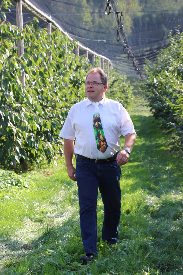 Daniel Schnegg, hier in der Liebegger Obstanlage, freut sich auf die Aargauer Aprikosen die es künftig zu ernten gibt. (Bild rae)