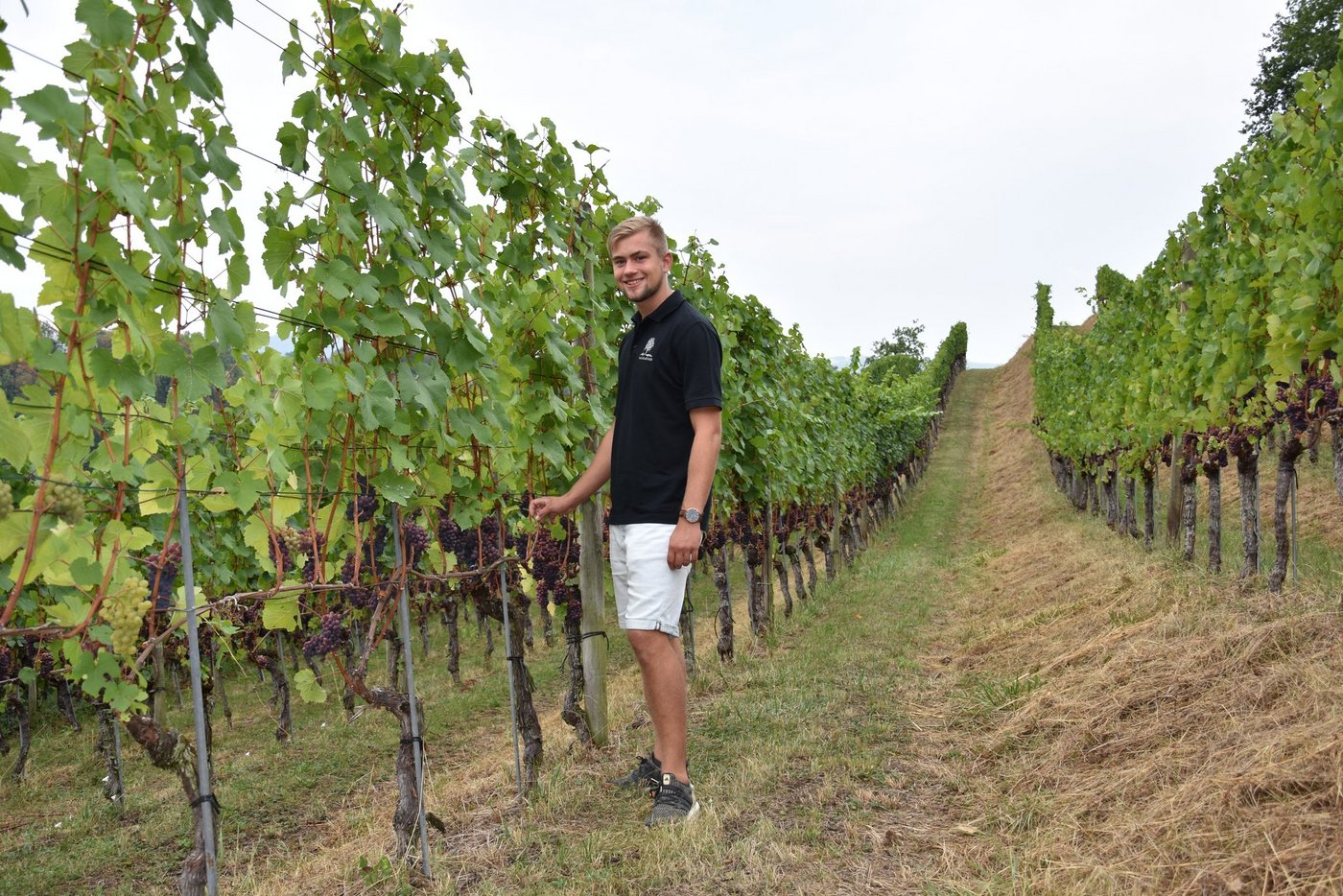 Die Pflege der Reben ist eine Arbeit, die Michel Baumgartner gerne macht und der er grosse Bedeutung beimisst. (Bild Debora Moos)