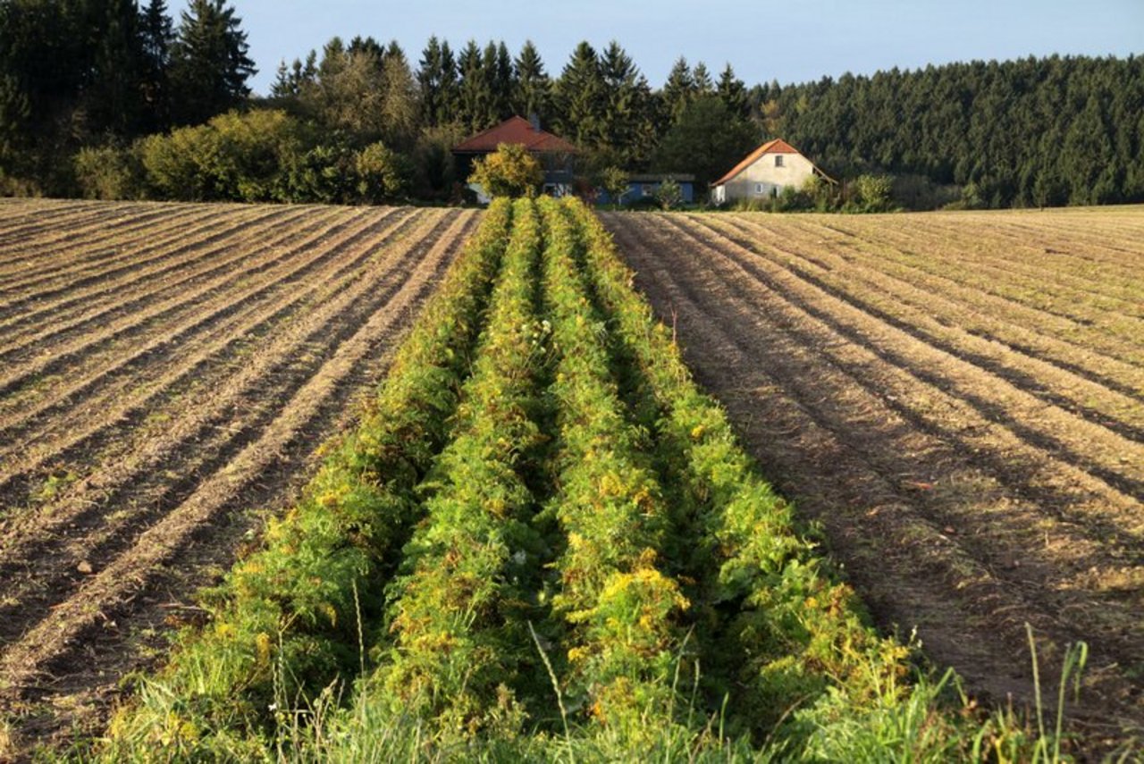 Für die Gemüsebauern ist unter anderem die Forschung zur nachhaltigen Förderung der Bodenfruchtbarkeit wichtig. (Bild Martina Berg)