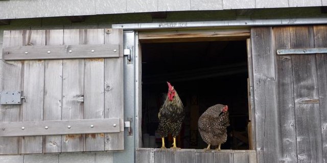 Alp Schwandi/Laub. (Bild David)