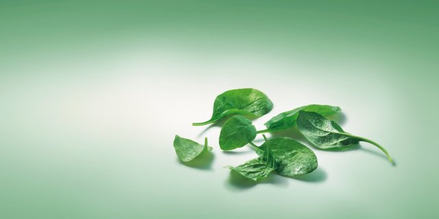 Die Spinatsaison in der Schweiz beginnt im März und dauert bis November. (Bild VSGP)