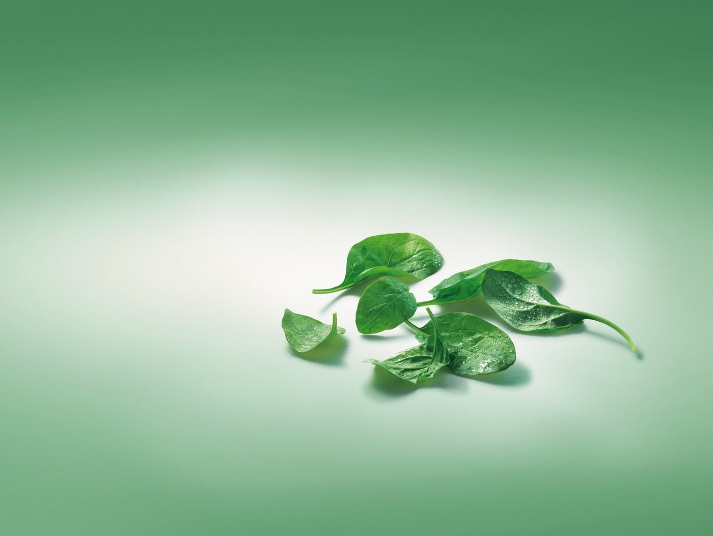 Die Spinatsaison in der Schweiz beginnt im März und dauert bis November. (Bild VSGP)