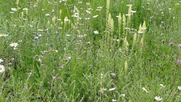 Die Buntbrache fördert dank 30 verschiedenen Pflanzenarten noch mehr Tierarten.