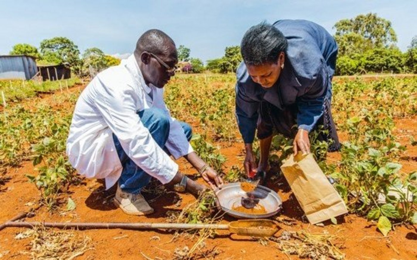 Forschen für die agrarökologische Zukunft: Auf einem Feld werden im Rahmen des SysCom-Projekts Bodenproben gesammelt. 