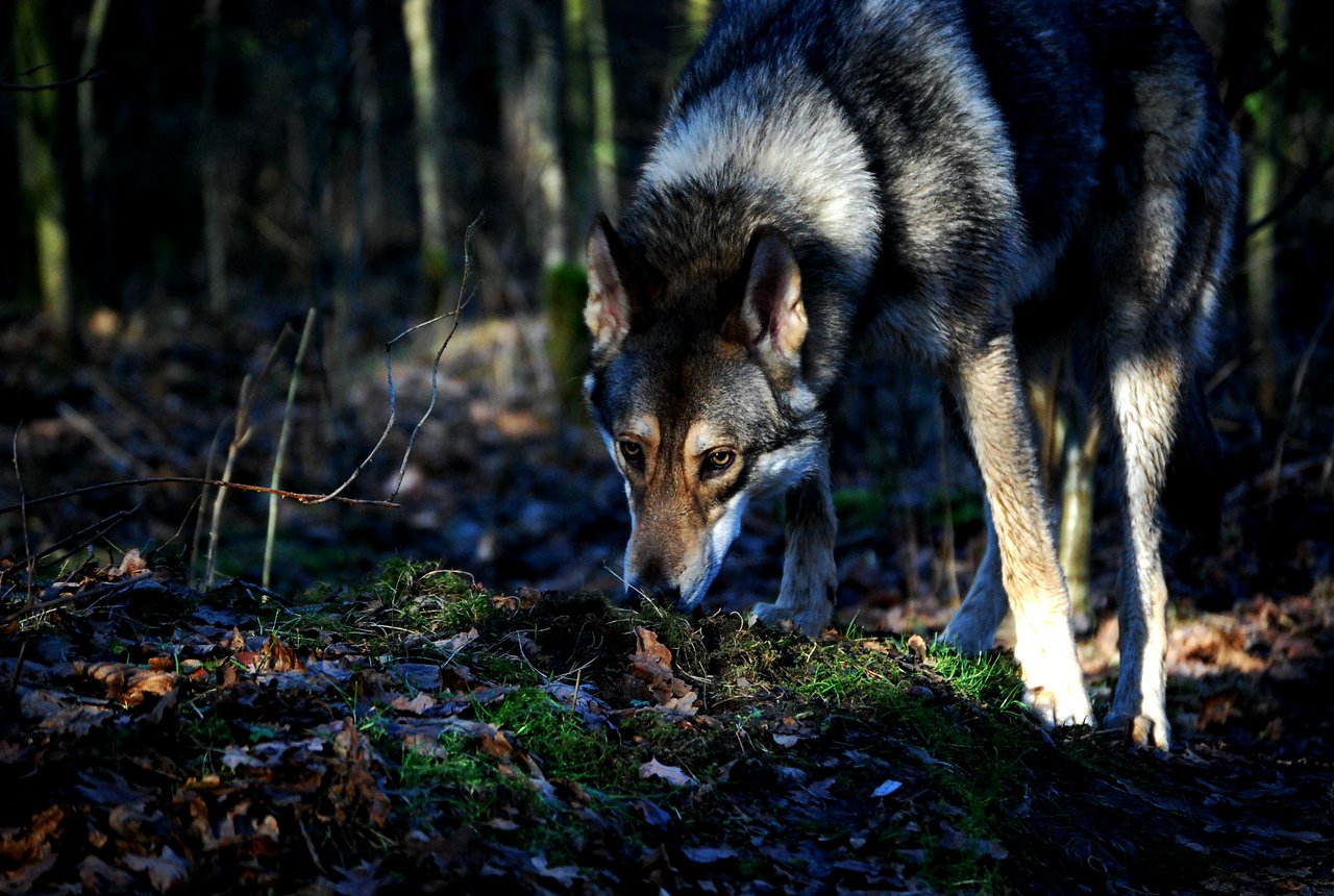 Der Wolf soll im Kanton Schwyz ausgerottet werden, lautete ein Antrag an der DV letzten Freitag. (Bild A.S./pixelio.de)