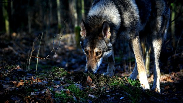 Der Wolf soll im Kanton Schwyz ausgerottet werden, lautete ein Antrag an der DV letzten Freitag. (Bild A.S./pixelio.de)