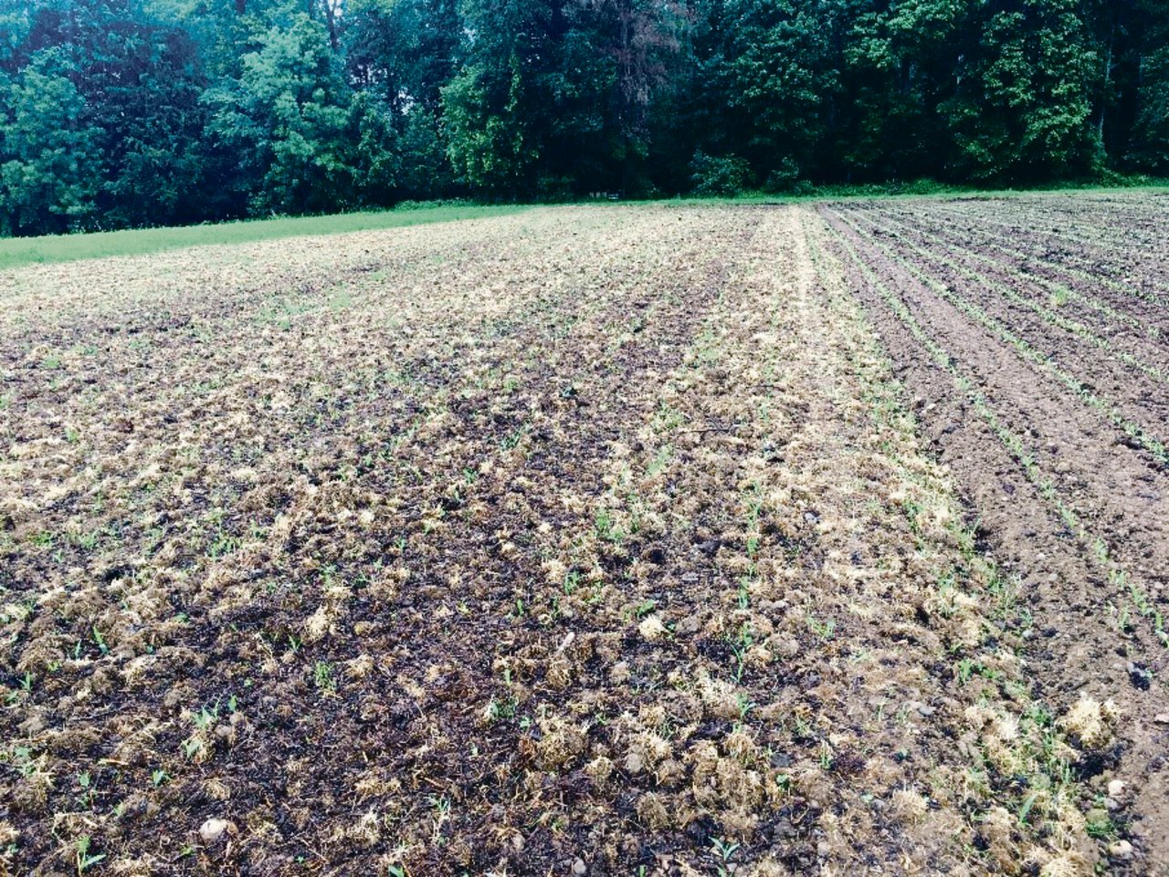 Durch eine Mulchsaat (l.) wird die Bodenstruktur geschont. Die Unkrautregulierung ist beim Pflugverfahren (r.) einfacher. (Bild zVg)