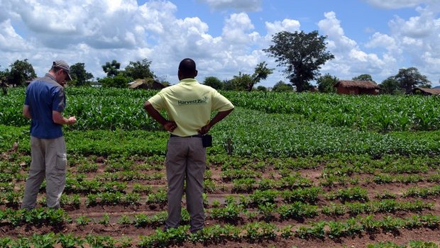 Die Mischkultur soll in Malawi künftig für höhere Mais-Erträge sorgen. (Bild SFIAR)