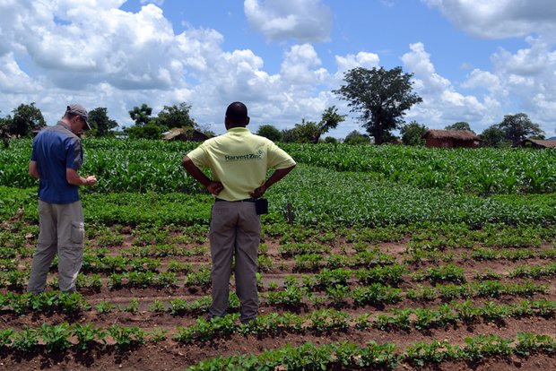 Die Mischkultur soll in Malawi künftig für höhere Mais-Erträge sorgen. (Bild SFIAR)