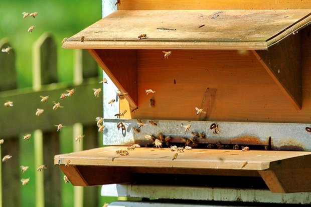 Eine Smartphone-App hilft bei der Bekämpfung der Varroa-Milbe Die Apizoom-App lernt dank neuer Bilder dazu. Daher dürften die Ergebnisse der Milbenzählung per Smartphone mit der Zeit besser werden. (Bild Apizoom sàrl)