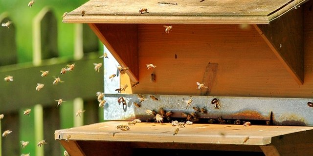 Die Apizoom-App lernt dank neuer Bilder dazu. Daher dürften die Ergebnisse der Milbenzählung per Smartphone mit der Zeit besser werden. (Bild Apizoom sàrl)