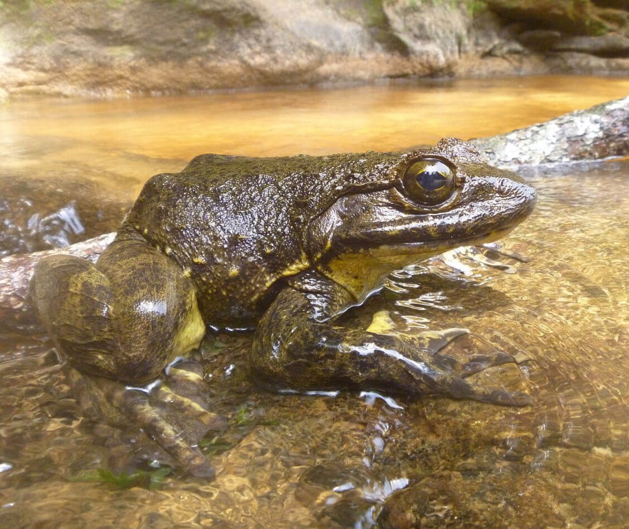 Der Goliath-Frosch erreicht beeindruckende 3.3 kg Körpermasse, wie Frogs and Friends schreibt. (Bild Frogs and Friends)
