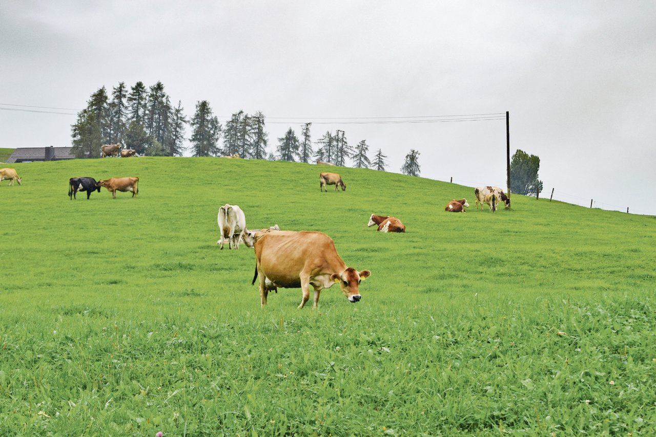 Steiners setzen bei der Eigenremontierung auf Weiderassen wie Norwegisches Rotvieh und neuseeländische Jersey. Ein eher ungewohntes Bild im Appenzellerland, wo traditionell Braunvieh gehalten wird. (Bilder Stefanie Giger)