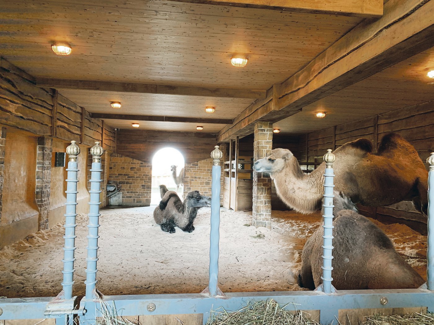 Erinnert etwas an «1001 Nacht»: Blick in den modernisierten und erweiterten Stall des Kamelhofs.(Bilder Ruth Bossert)