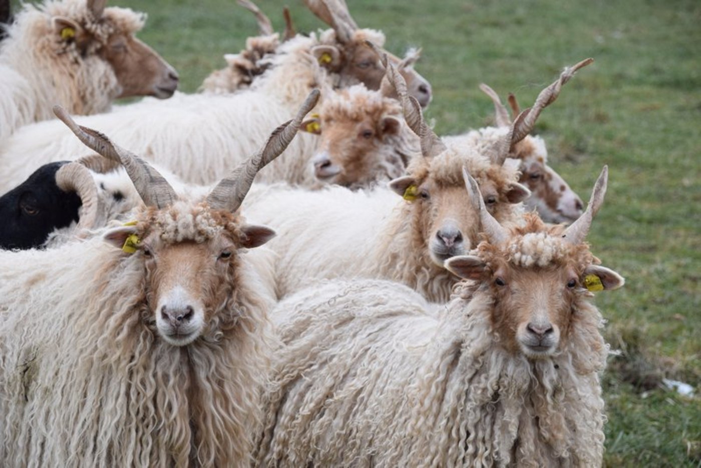 Schafhalter wissen selber am besten, in welchem Mass Brot für ihre Schafe gesund ist und beachten dabei die Kraftfutterregeln. Schafe überfressen sich schnell daran und können eine Pansenübersäuerung bekommen. (Symbolbild Jasmine Baumann)