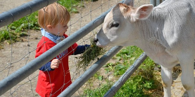 Mit Veranstaltungen wie dem "Tag der offenen Hoftüren" soll der Bevölkerung die Landwirtschaft näher gebracht werden. (Bild stallvisite.ch) 