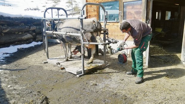 Sorgfältiges Arbeiten ist gefragt: Auf dem Lehrbetrieb von Toni Bergmann werden den Kühen die Klauen geschnitten. Grauviehkuh Ulme lässt die Prozedur ruhig über sich ergehen. (Bild Toni Bergmann)