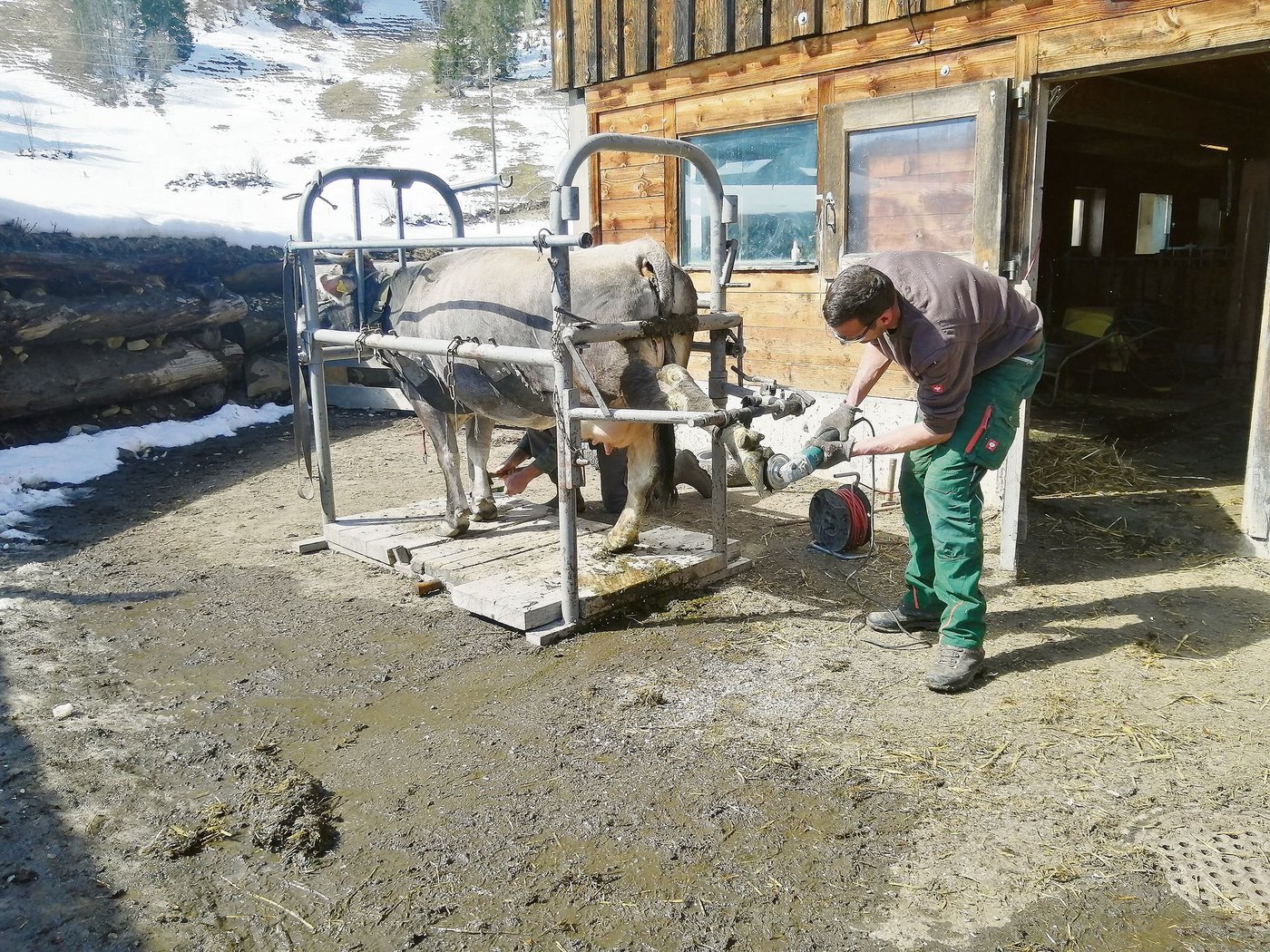 Sorgfältiges Arbeiten ist gefragt: Auf dem Lehrbetrieb von Toni Bergmann werden den Kühen die Klauen geschnitten. Grauviehkuh Ulme lässt die Prozedur ruhig über sich ergehen. (Bild Toni Bergmann)