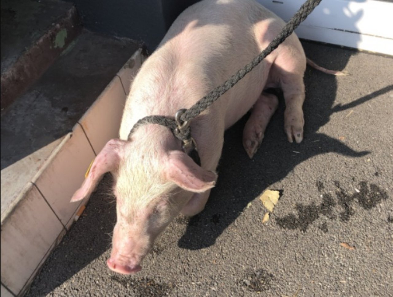 Warum das Schwein aus dem Tiertransporter fiel ist noch nicht geklärt. (Bild Kantonspolizei Schaffhausen)