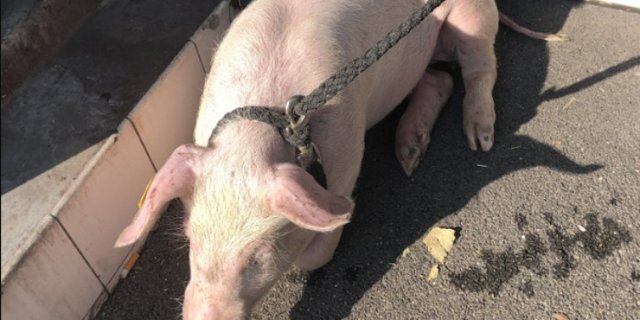 Warum das Schwein aus dem Tiertransporter fiel ist noch nicht geklärt. (Bild Kantonspolizei Schaffhausen)