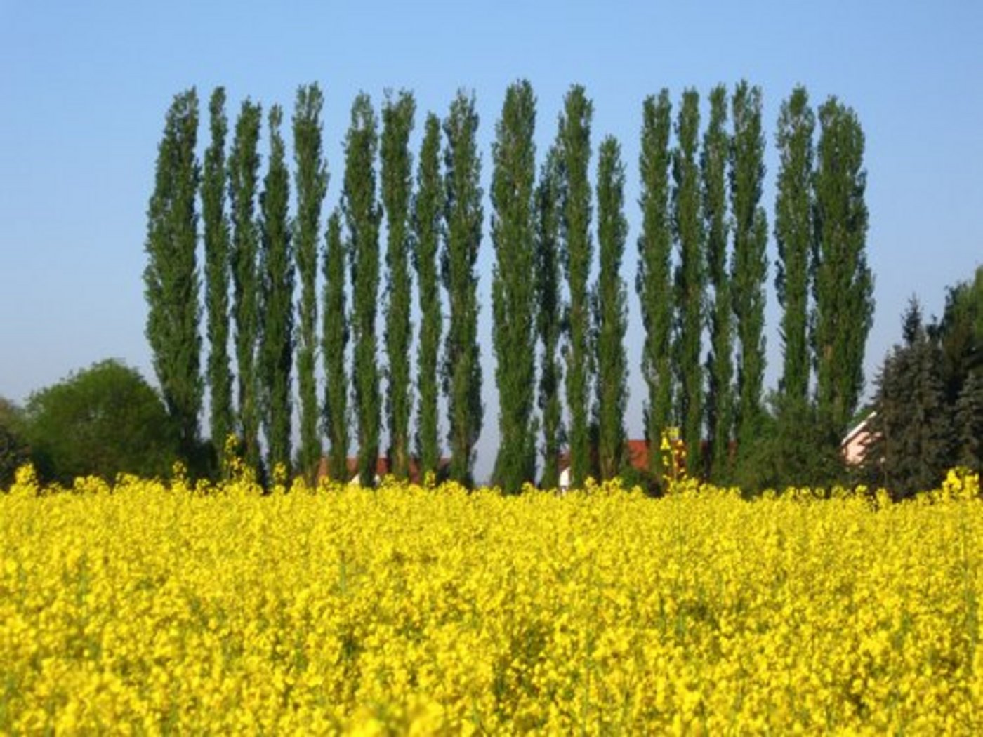 Immer weniger Pappeln wachsen in Frankreich. (Bild: Werner Brennwalder/landwirtschaft.ch)