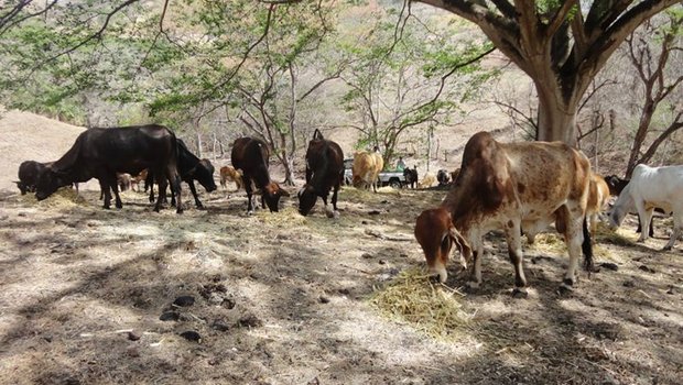 Die Rinder und Galtkühe werden auf der Weide mit gehäckseltem Taiwangras zugefüttert. (Bild Mirka Lötscher)