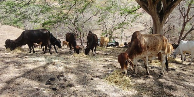 Die Rinder und Galtkühe werden auf der Weide mit gehäckseltem Taiwangras zugefüttert. (Bild Mirka Lötscher)