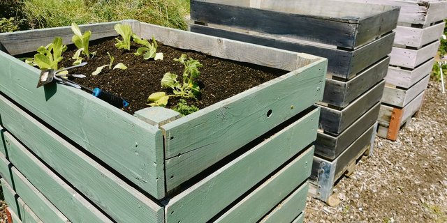 Ausgediente, aber natürlich auch neue Paloxen eignen sich hervorragend als Hochbeet. Ein Anstrich bringt zusätzlich Farbe in den Garten und bietet dem Holz wirksamen Schutz.(Bilder sb)
