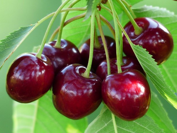 SOV: Es steht eine gute Kirschenernte 2020 bevor Dank verschiedener Sorten mit unterschiedlichen Reifezeitzpunkten kann man Schweizer Kirschen bis Ende Juli geniessen, schreibt der Obstverband. (Bild Pixabay)