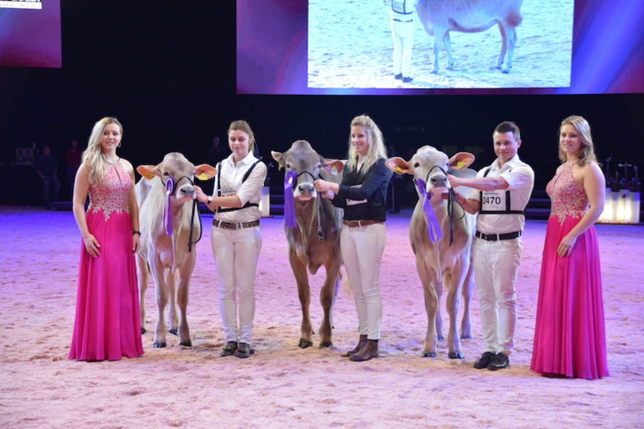 Die Siegertiere bei den Rindern (v. r. n. l.): Champion: niederhausers Phil Kayla von Loic und Yves Niederhauser aus Tramelan BE; Reserve wurde Kälingen Calvin Chanel von Paul Kälin aus Steinen SZ; Mention: Klausner Genetics Bender Goldi von Hannes und Claudia Klausner aus Österreich.