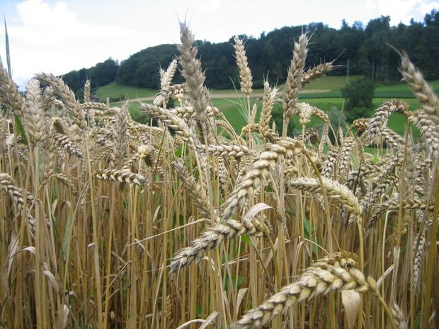 In der Schweiz nimmt 2020 die Futterweizenfläche zu, die Brotweizenfläche ab. (Bild lid)